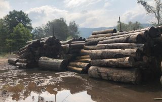 Kayın Tomruk Kayın Tomruk