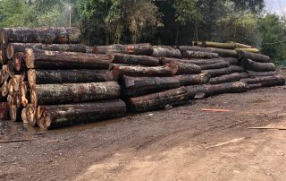 Kayın Tomruk Kayın Tomruk