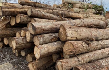 3cbcbbdb-5330-49df-abdd-fb901e8fd7db Ihlamur Tomruk