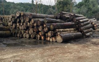 Kayın Tomruk Kayın Tomruk