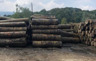 Kayın Tomruk Kayın Tomruk