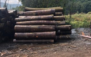 Kayın Tomruk Kayın Tomruk