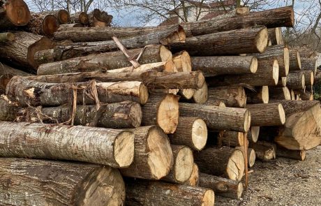 Ihlamur Tomruk Ihlamur Tomruk